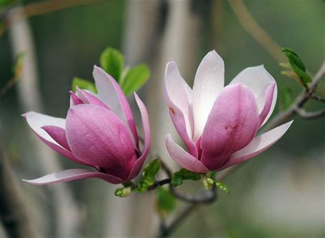 玉蘭花開花|一年開三次花？玉蘭花的開花週期大揭密 